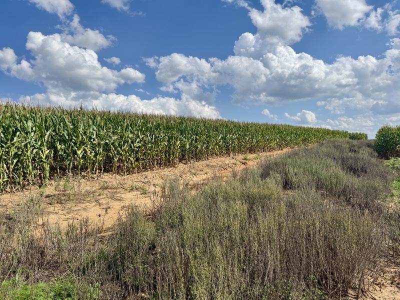 0 Bedroom Property for Sale in Harrismith Free State